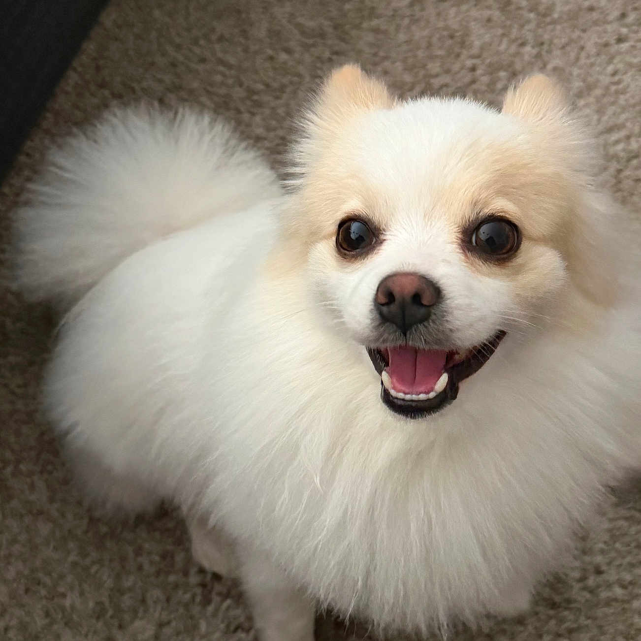 Benu joined the competition — help win amazing prizes! animal, canine, carpet, companion, cute, dog, domestic_animal, ears, fluffy, friendly, fur, happy, indoor, looking_up, mouth_open, pet, small_dog, smiling, tail, white