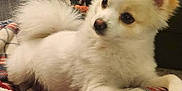 Benu is registered to the contest to win money with this photo: dog, white_dog, fluffy, pet, animal, indoors, blanket, plaid, cozy, fur, ears, couch, home, relaxed, paw, cute, companion, soft, attention, living_room