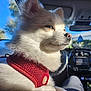 Benu joined the competition — help win amazing prizes! dog, white_dog, fluffy, red_harness, car_interior, sunlight, side_profile, pet, canine, outdoor_light, window, travel, seat, dashboard, leash, whiskers, close_up, calm, daytime, portrait