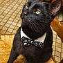 cat, black_cat, bow_tie, chair, woven_chair, indoor, pet, feline, green_eyes, wooden_furniture, floor_tiles, looking_away, sitting, domestic_animal, close_up, cute, animal_portrait, household, decor, cozy