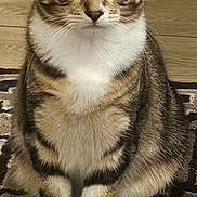 Tigrou a rejoint le concours — aidez-le/la à gagner de superbes lots ! cat, tabby, pet, animal, indoor, fur, whiskers, ears, eyes, tail, sitting, floor, carpet, pattern, domestic, cute, mammal, portrait, feline, closeup