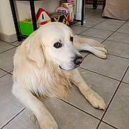 Natsu a rejoint le concours — aidez-le/la à gagner de superbes lots ! animal, companion_animal, cozy, cute, dog, domestic, floor, fur, golden_retriever, handbag, home, indoor, laying_down, looking_away, mammal, pet, relaxing, table, tile, toy