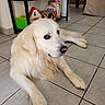 animal, companion_animal, cozy, cute, dog, domestic, floor, fur, golden_retriever, handbag, home, indoor, laying_down, looking_away, mammal, pet, relaxing, table, tile, toy