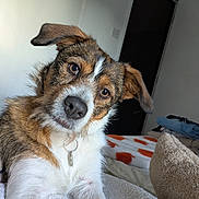 Luna joined the competition — help win amazing prizes! dog, pet, animal, bed, blanket, cozy, indoor, fur, ears, collar, nose, paw, curious, looking, brown, white, soft, cute, resting, domestic
