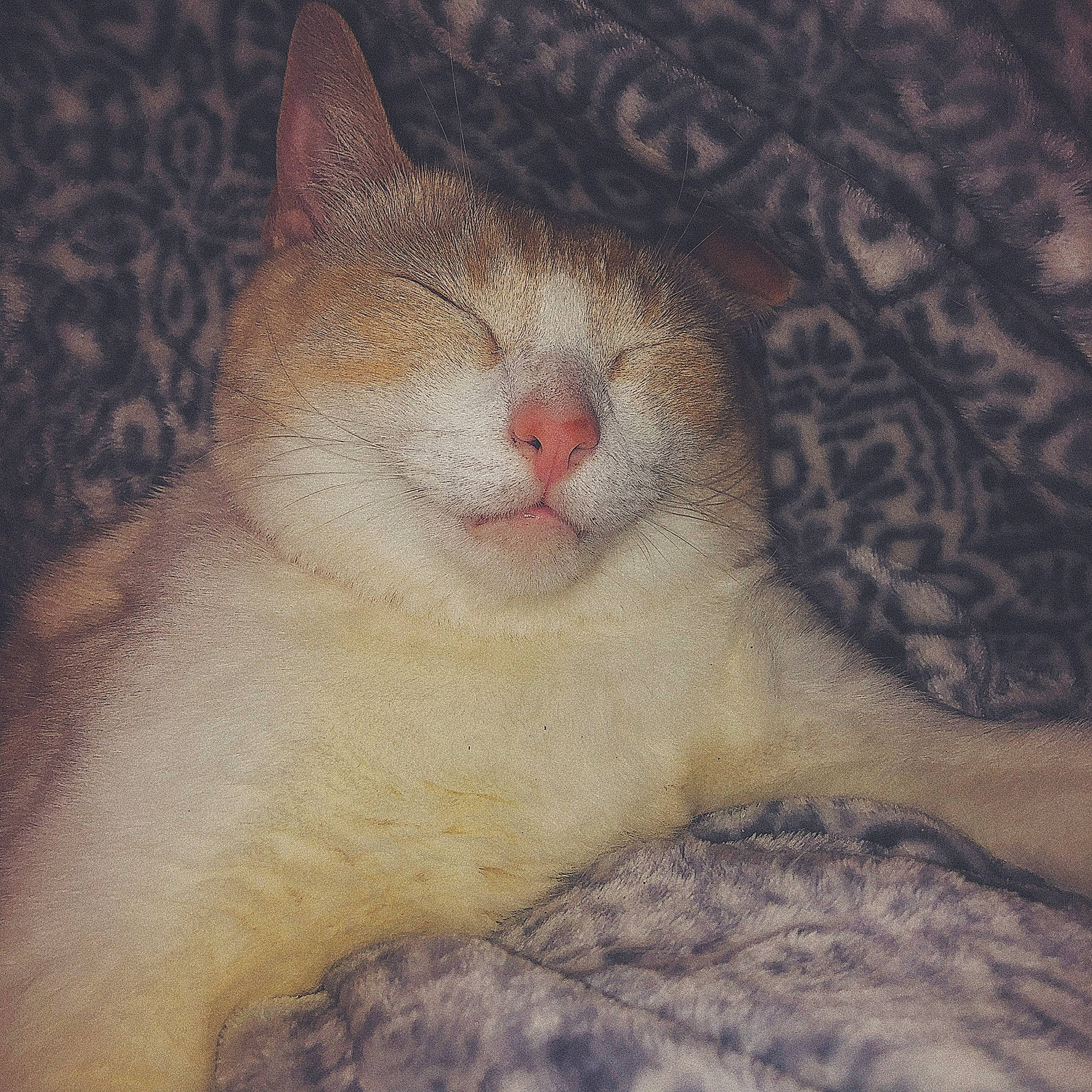 Boo is registered to the contest to win money with this photo: art, carnivore, cat, cloud, comfort, domestic_short_haired_cat, felidae, fur, love, nap, paw, sky, sleep, small_to_medium_sized_cats, snout, tail, terrestrial_animal, visual_arts, whiskers, window