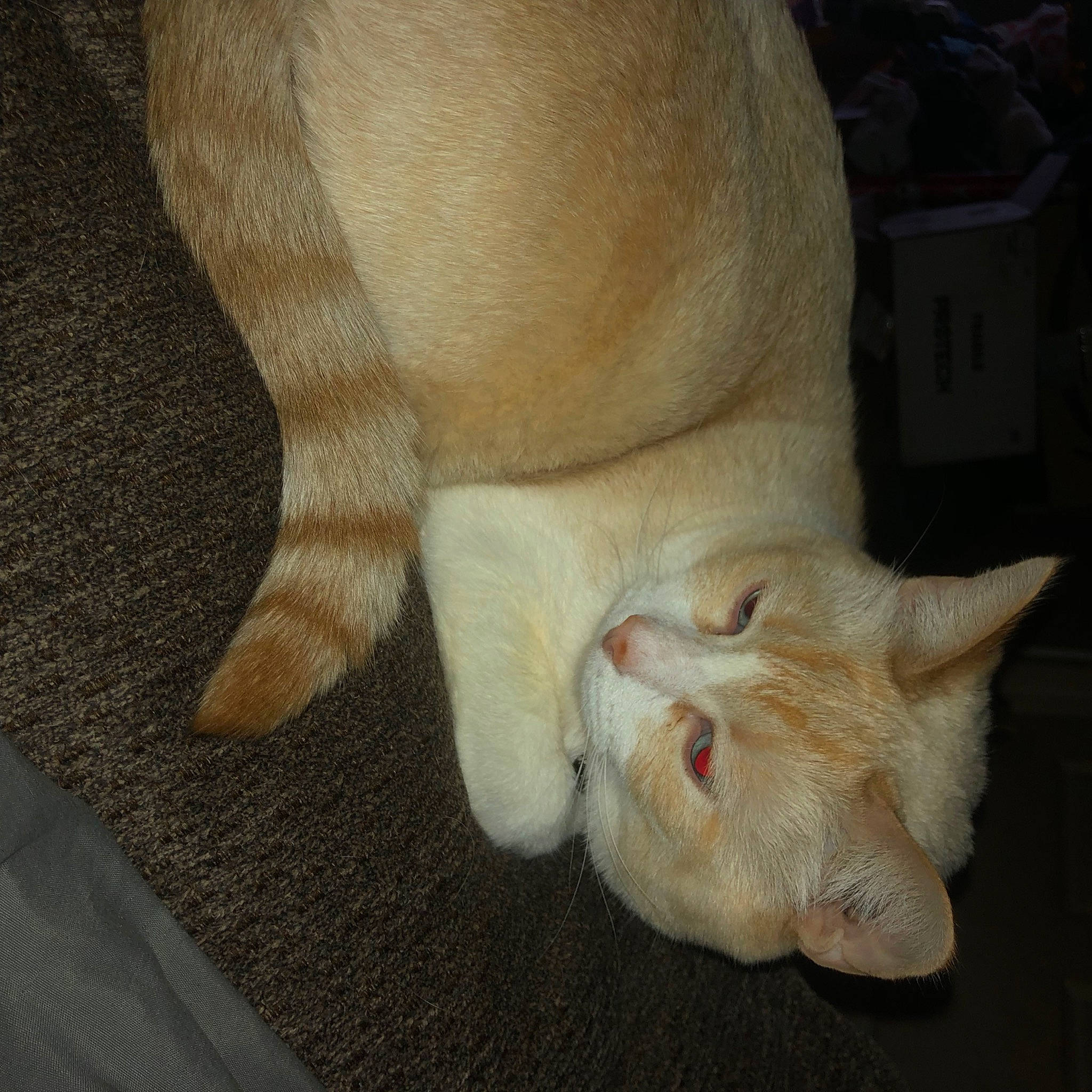 Boo is registered to the contest to win money with this photo: carnivore, cat, claw, comfort, domestic_short_haired_cat, ear, fawn, felidae, foot, fur, human_leg, nail, paw, small_to_medium_sized_cats, snout, tail, terrestrial_animal, toe, whiskers