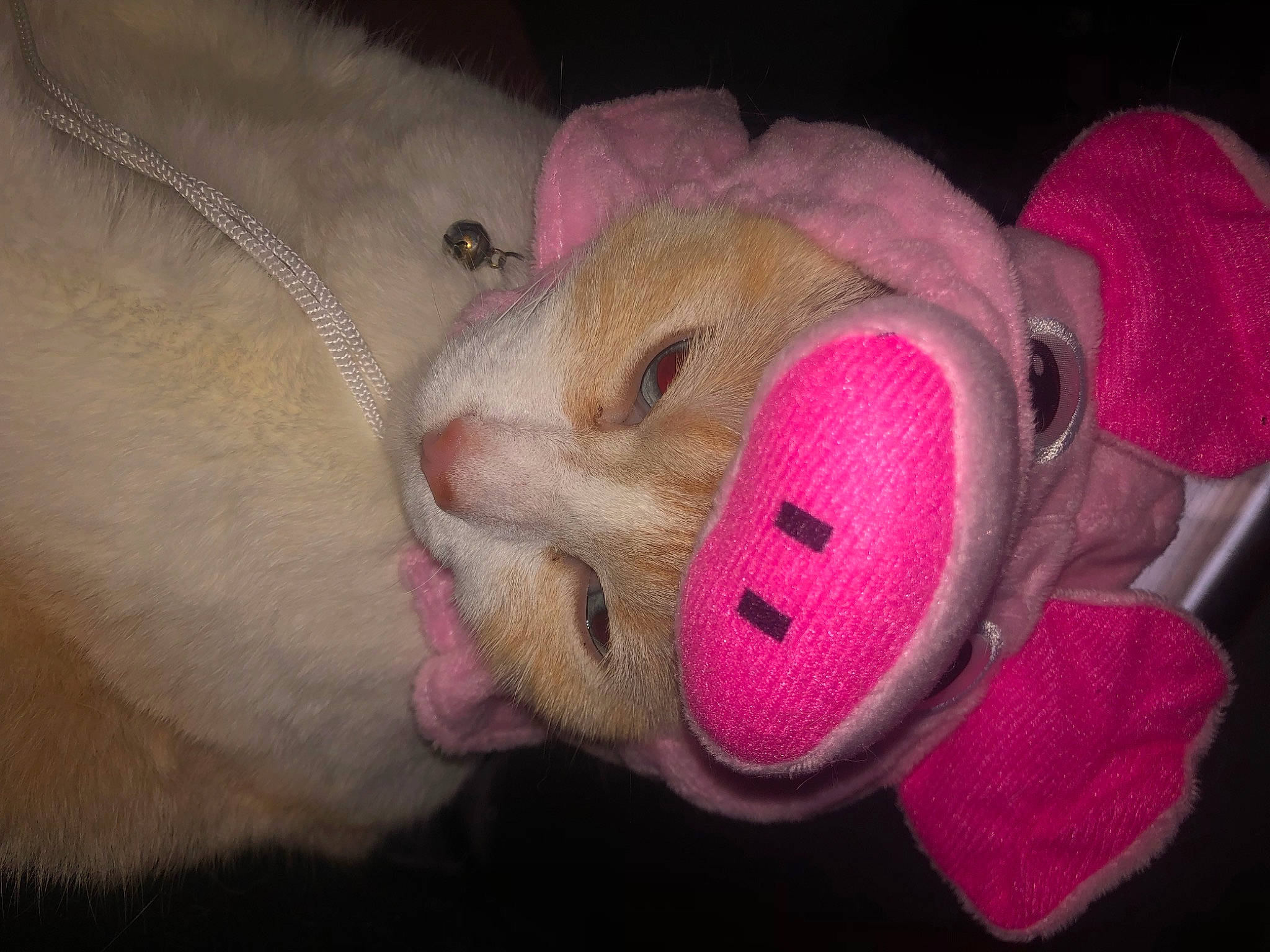 Boo joined the competition — help win amazing prizes! carmine, fur, magenta, nail, plush, snout, stuffed_toy, toy, whiskers, wool