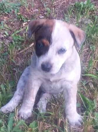 Bailey joined the competition — help win amazing prizes! art, canidae, carnivore, companion_dog, dog, dog_breed, fawn, grass, irishjacks, plant, puppy, snout, soil, sporting_group, street_dog, tail, terrestrial_animal, whiskers, working_animal, working_dog