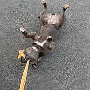Bluey a rejoint le concours — aidez-le/la à gagner de superbes lots ! dog, pet, animal, upside_down, lying_down, belly_up, paws, legs, toy, leash, asphalt, road, outdoor, playful, funny, relaxed, black_dog, white_markings, photography, closeup