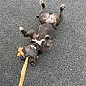 dog, pet, animal, upside_down, lying_down, belly_up, paws, legs, toy, leash, asphalt, road, outdoor, playful, funny, relaxed, black_dog, white_markings, photography, closeup