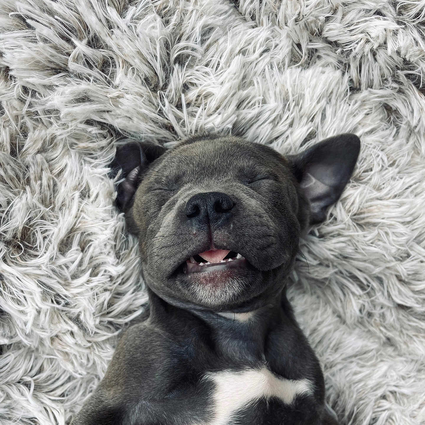 Bluey a rejoint le concours — aidez-le/la à gagner de superbes lots ! dog, puppy, french_bulldog, sleeping, lying_down, black_dog, white_chest, fluffy_blanket, indoors, close_up, portrait, cute, relaxed, peaceful, closed_eyes, tongue, teeth, ears, pet, cozy