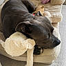 dog, sleeping, resting, charcoal_gray, short_hair, pet_bed, stuffed_toy, plush_toy, couch, cushion, indoor, home, cozy, relaxed, lying_down, paw, closed_eyes, canine, soft_furnishings, nap