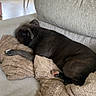 Bluey participe au concours pour gagner de l'argent avec cette photo : dog, sleeping, sofa, couch, blanket, home, indoor, kitchen, living_room, resting, relaxed, brown_dog, pet, snuggling, soft_fabric, furniture, daylight, cozy, portrait, nap