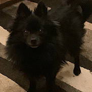 Teddy is registered to the contest to win money with this photo: dog, black_dog, pomeranian, pet, fur, ears, tail, eyes, nose, portrait, standing, looking_up, indoor, carpet, rug, home, cozy, low_light, grainy, closeup