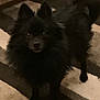 dog, black_dog, pomeranian, pet, fur, ears, tail, eyes, nose, portrait, standing, looking_up, indoor, carpet, rug, home, cozy, low_light, grainy, closeup