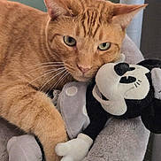 Chester is registered to the contest to win money with this photo: cat, orange_tabby, plush_toy, mickey_mouse, stuffed_animal, pet_bed, cozy, indoor, feline, whiskers, soft_texture, relaxed, cute, domestic_cat, closeup, resting, green_eyes, comfort, snuggling, animal