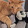 cat, orange_tabby, plush_toy, mickey_mouse, stuffed_animal, pet_bed, cozy, indoor, feline, whiskers, soft_texture, relaxed, cute, domestic_cat, closeup, resting, green_eyes, comfort, snuggling, animal