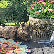 Diva Muffin is registered to the contest to win money with this photo: cat, fluffy, tabby, flower_pot, pink_flowers, rug, wooden_deck, greenery, outdoor, sunlight, nature, pet, relaxed, plant, leaf, garden, animal, summer, daylight, decor