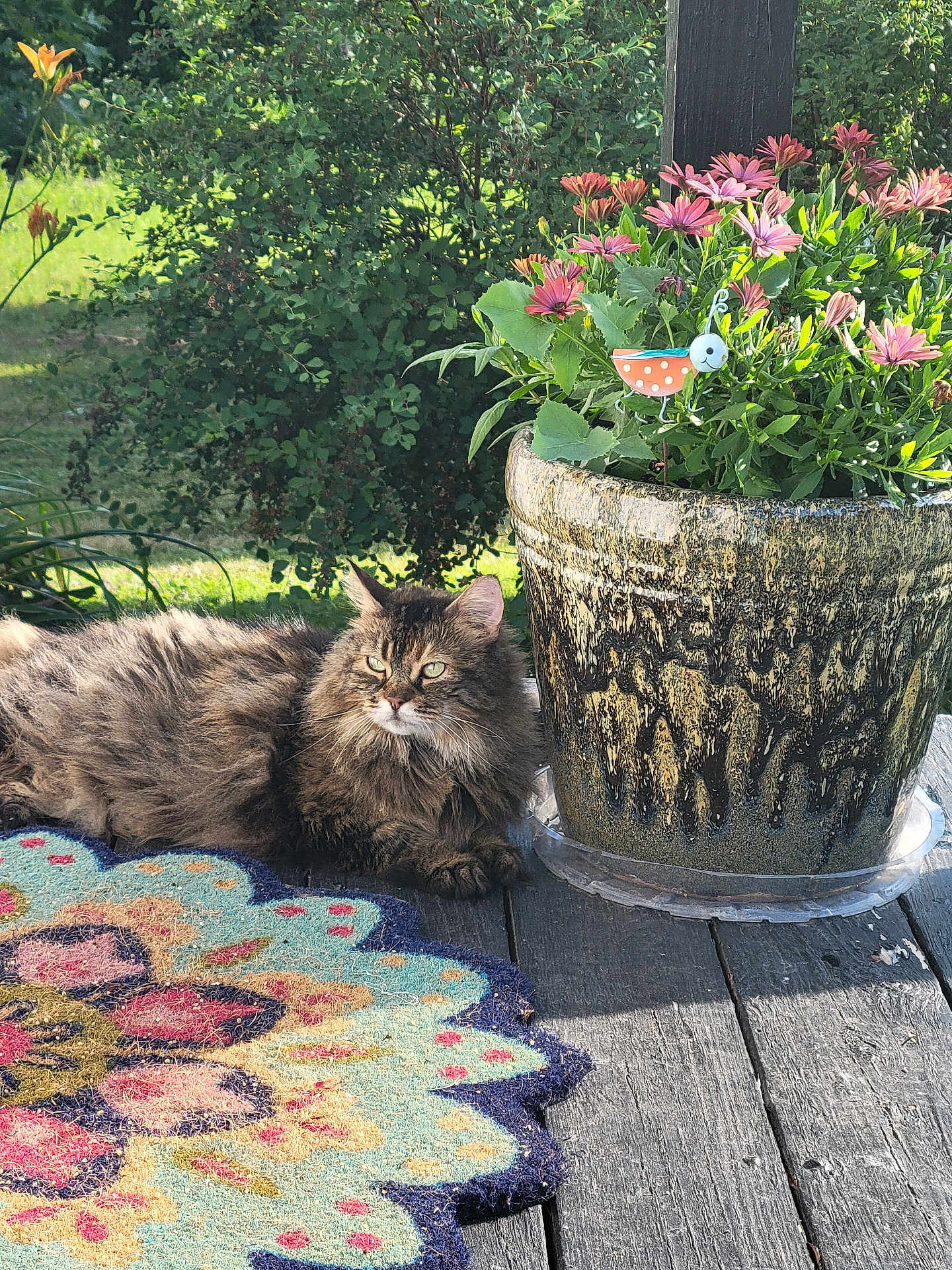 Diva Muffin is registered to the contest to win money with this photo: cat, fluffy, tabby, flower_pot, pink_flowers, rug, wooden_deck, greenery, outdoor, sunlight, nature, pet, relaxed, plant, leaf, garden, animal, summer, daylight, decor