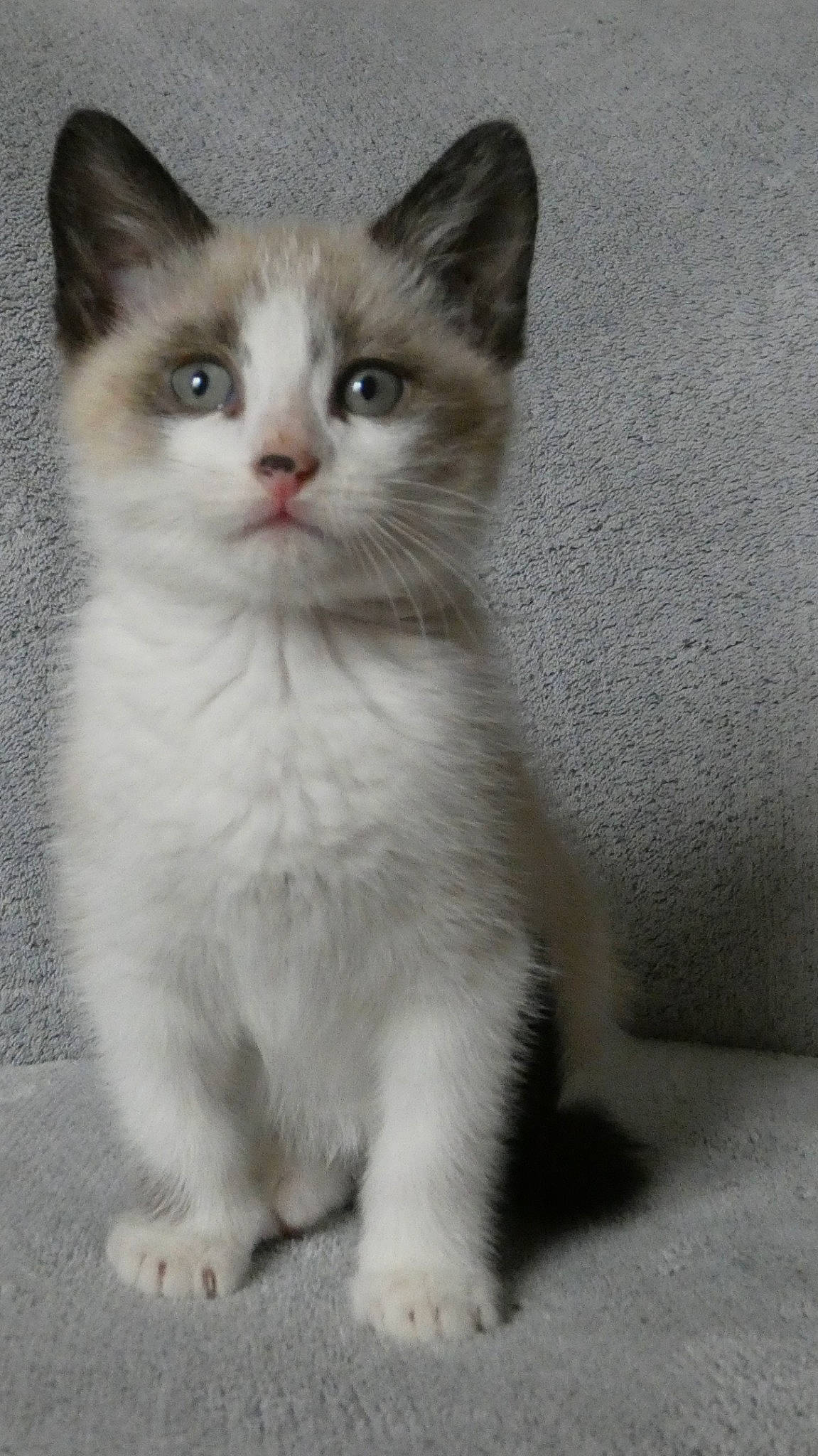 Toulouse a rejoint le concours — aidez-le/la à gagner de superbes lots ! british_longhair, carnivore, cat, claw, curious, domestic_short_haired_cat, felidae, fur, paw, small_to_medium_sized_cats, snout, tail, terrestrial_animal, whiskers, window