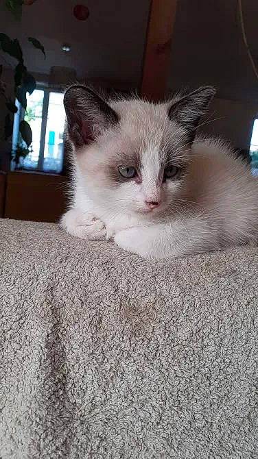 Toulouse participe au concours pour gagner de l'argent avec cette photo : box, carnivore, cat, cat_supply, claw, comfort, domestic_short_haired_cat, fawn, felidae, flooring, fur, hardwood, iris, paw, small_to_medium_sized_cats, snout, tail, whiskers