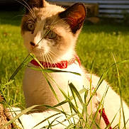 Toulouse a rejoint le concours — aidez-le/la à gagner de superbes lots ! animal, cat, closeup, collar, curious, daylight, domestic, ears, feline, grass, greenery, leash, mammal, nature, outdoor, pet, playful, sunlight, whiskers, young_cat