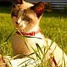 cat, animal, pet, grass, outdoor, sunlight, collar, leash, nature, curious, feline, whiskers, ears, greenery, daylight, closeup, mammal, playful, domestic, young_cat