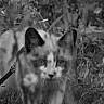 Toulouse a rejoint le concours — aidez-le/la à gagner de superbes lots ! animal, camouflage, cat, closeup, curious, ears, eyes, feline, forest, grass, leaves, mammal, nature, outdoor, pet, stealth, walking, whiskers, wildlife, young
