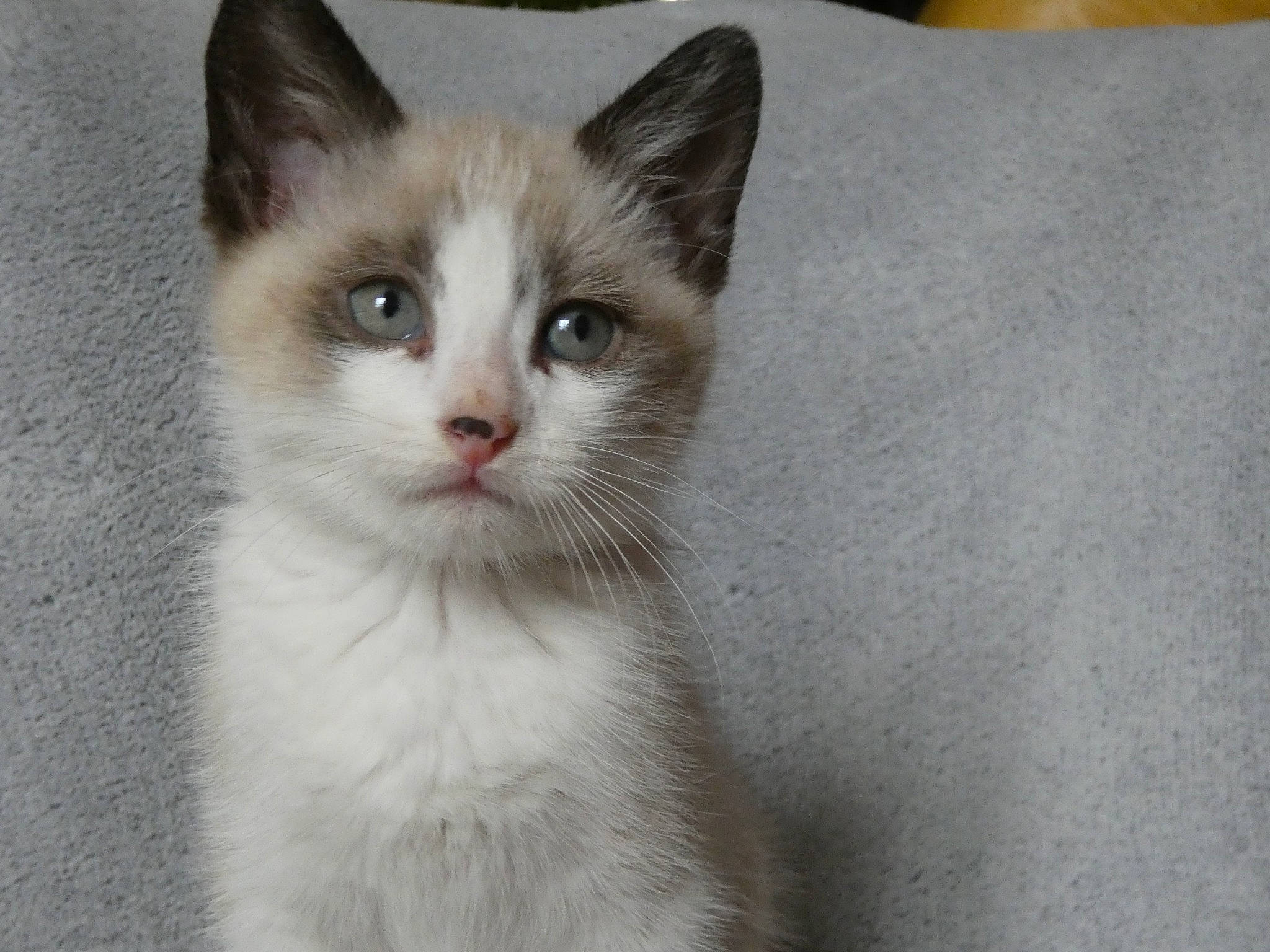 Toulouse a rejoint le concours — aidez-le/la à gagner de superbes lots ! carnivore, cat, domestic_short_haired_cat, fawn, felidae, fur, iris, paw, small_to_medium_sized_cats, snout, tail, terrestrial_animal, whiskers, window