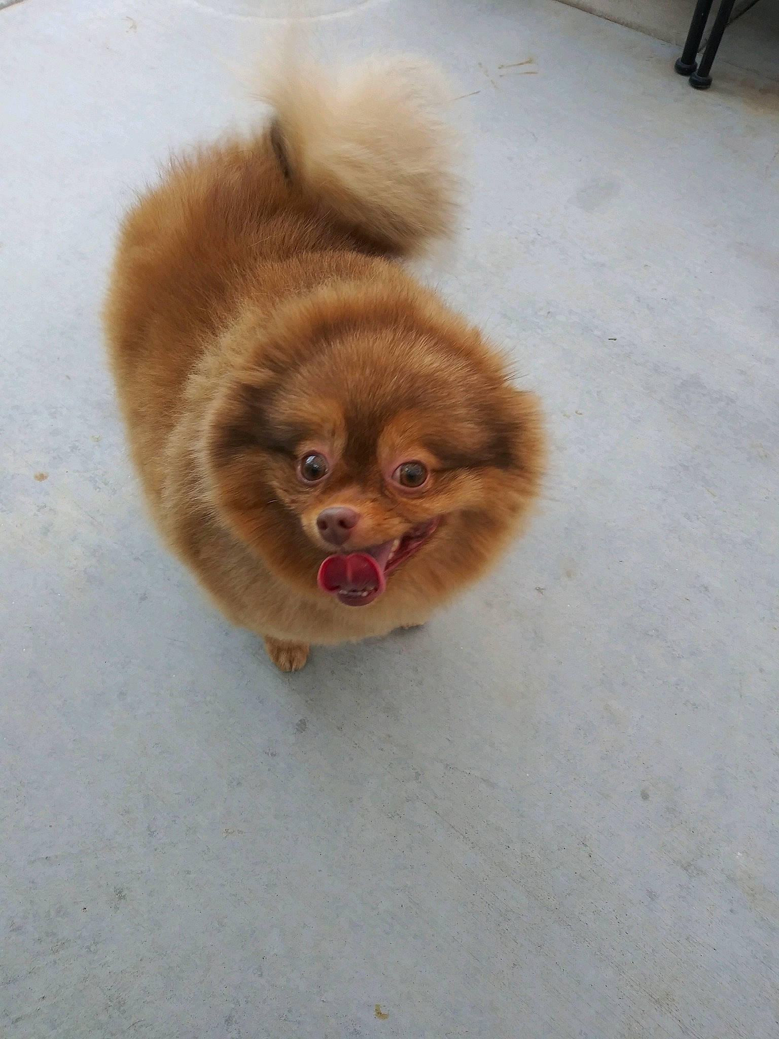 Rowdy joined the competition — help win amazing prizes! ancient_dog_breeds, canidae, carnivore, chow_chow, companion_dog, dog, dog_breed, fawn, german_spitz, german_spitz_klein, mammal, non_sporting_group, pomeranian, puppy, skin, spitz, sporting_group, toy_dog