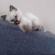 Amande participe au concours pour gagner de l'argent avec cette photo : kitten, cat, blue_eyes, tongue_out, fluffy, cute, pet, indoor, gray_surface, resting, playful, young_animal, animal, feline, soft_fur, closeup, adorable, mischievous, domestic_cat, relaxed