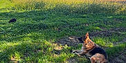 Jet participe au concours pour gagner de l'argent avec cette photo : animal, calm, cat, cloud, dog, electricity_pylon, field, german_shepherd, grass, greenery, landscape, nature, outdoor, pet, rural, shadow, sky, sunlight, tree, watching