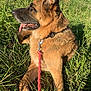 Jet participe au concours pour gagner de l'argent avec cette photo : animal, canine, collar, daytime, dog, ears, fur, german_shepherd, grass, happy, leash, mammal, nature, outdoor, pet, resting, side_profile, summer, sunlight, tongue_out