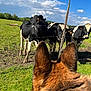 dog, dog_ears, cow, cows, barbed_wire_fence, field, grass, greenery, sky, clouds, sunny, animals, nature, outdoor, rural, farm, livestock, brown_fur, black_and_white, ears