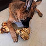 dog, german_shepherd, bone, floor, tile, pet, paw, chewing, sniffing, indoor, brown, black, fur, animal, large_bone, canine, laying_down, close_up, domestic_animal, mammal
