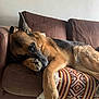 dog, german_shepherd, sleeping, couch, indoor, paw, relaxed, brown, fur, pet, canine, resting, cozy, blanket, patterned_cushion, animal, companion, home, comfort, nap