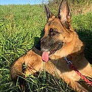 Jet participe au concours pour gagner de l'argent avec cette photo : animal, canine, closeup, daytime, dog, ears, field, fur, german_shepherd, grass, happy, leash, muzzle, nature, outdoor, pet, resting, summer, sunlight, tongue_out