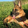 animal, canine, closeup, daytime, dog, ears, field, fur, german_shepherd, grass, happy, leash, muzzle, nature, outdoor, pet, resting, summer, sunlight, tongue_out