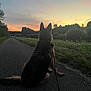 dog, sunset, leash, path, grass, trees, outdoor, nature, silhouette, twilight, evening, quiet, calm, canine, park, scenic, relaxing, animal, back_view, sky