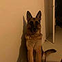 dog, german_shepherd, indoor, animal, pet, canine, sitting, shadow, wall, floor, tail, ears, fur, quiet, calm, domestic, companion, house, room, door