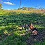 dog, german_shepherd, cat, grass, field, trees, sky, clouds, outdoor, nature, animal, sunlight, power_lines, electric_tower, greenery, resting, pets, daytime, park, landscape