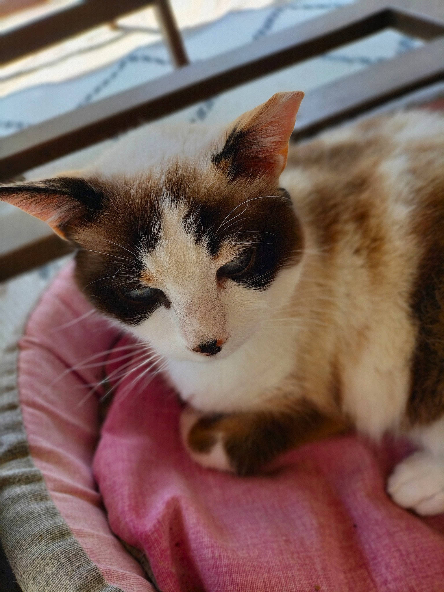 Bambou participe au concours pour gagner de l'argent avec cette photo : carnivore, cat, cat_supply, claw, comfort, domestic_short_haired_cat, fawn, felidae, fur, paw, pet_supply, sitting, small_to_medium_sized_cats, snout, tail, whiskers, window