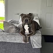 Taiko participe au concours pour gagner de l'argent avec cette photo : dog, couch, indoor, gray, blanket, pillow, pet, animal, relaxed, alert, fur, home, living_room, looking_at_camera, portrait, comfortable, cozy, domestic, house, resting