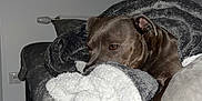 Taiko participe au concours pour gagner de l'argent avec cette photo : dog, blanket, bed, indoor, cozy, resting, brown_dog, soft_texture, comfort, house, floor_tile, pillow, relaxing, sleepy, animal, fur, domestic_pet, quiet, calm, pet
