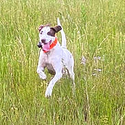 Maggie is registered to the contest to win money with this photo: dog, running, grass, field, tongue_out, orange_collar, white_fur, brown_patch, happy, outdoors, motion_blur, pet, meadow, sprinting, nature, ears, tail, action_shot, tall_grass, playful