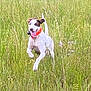 dog, running, grass, field, tongue_out, orange_collar, white_fur, brown_patch, happy, outdoors, motion_blur, pet, meadow, sprinting, nature, ears, tail, action_shot, tall_grass, playful