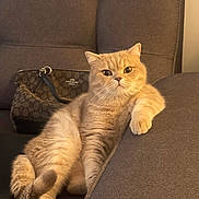 Simba is registered to the contest to win money with this photo: cat, fluffy, beige, couch, purse, relaxed, indoor, pet, feline, fur, paw, sitting, casual, domestic, cozy, home, animal, cute, comfort, resting