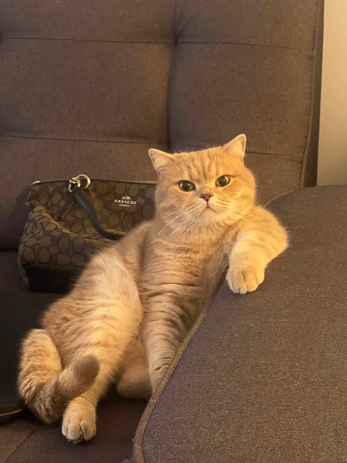 Simba is registered to the contest to win money with this photo: cat, fluffy, beige, couch, purse, relaxed, indoor, pet, feline, fur, paw, sitting, casual, domestic, cozy, home, animal, cute, comfort, resting