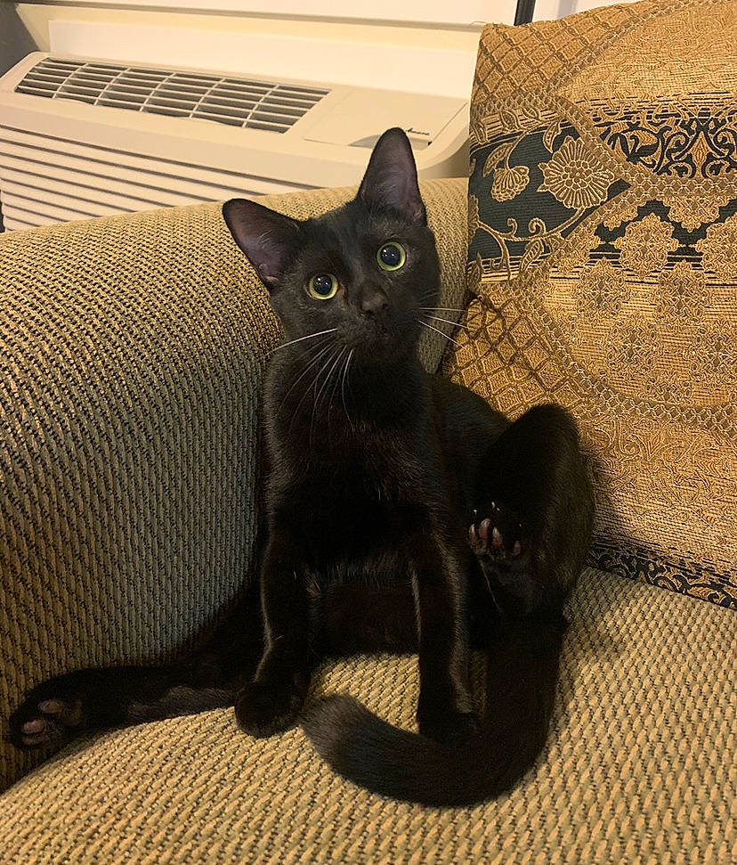 Ninja joined the competition — help win amazing prizes! black, black_cat, bombay, carnivore, cat, claw, comfort, domestic_short_haired_cat, eye, felidae, foot, fur, grey, havana_brown, mammal, paw, small_to_medium_sized_cats, snout, tail, whiskers