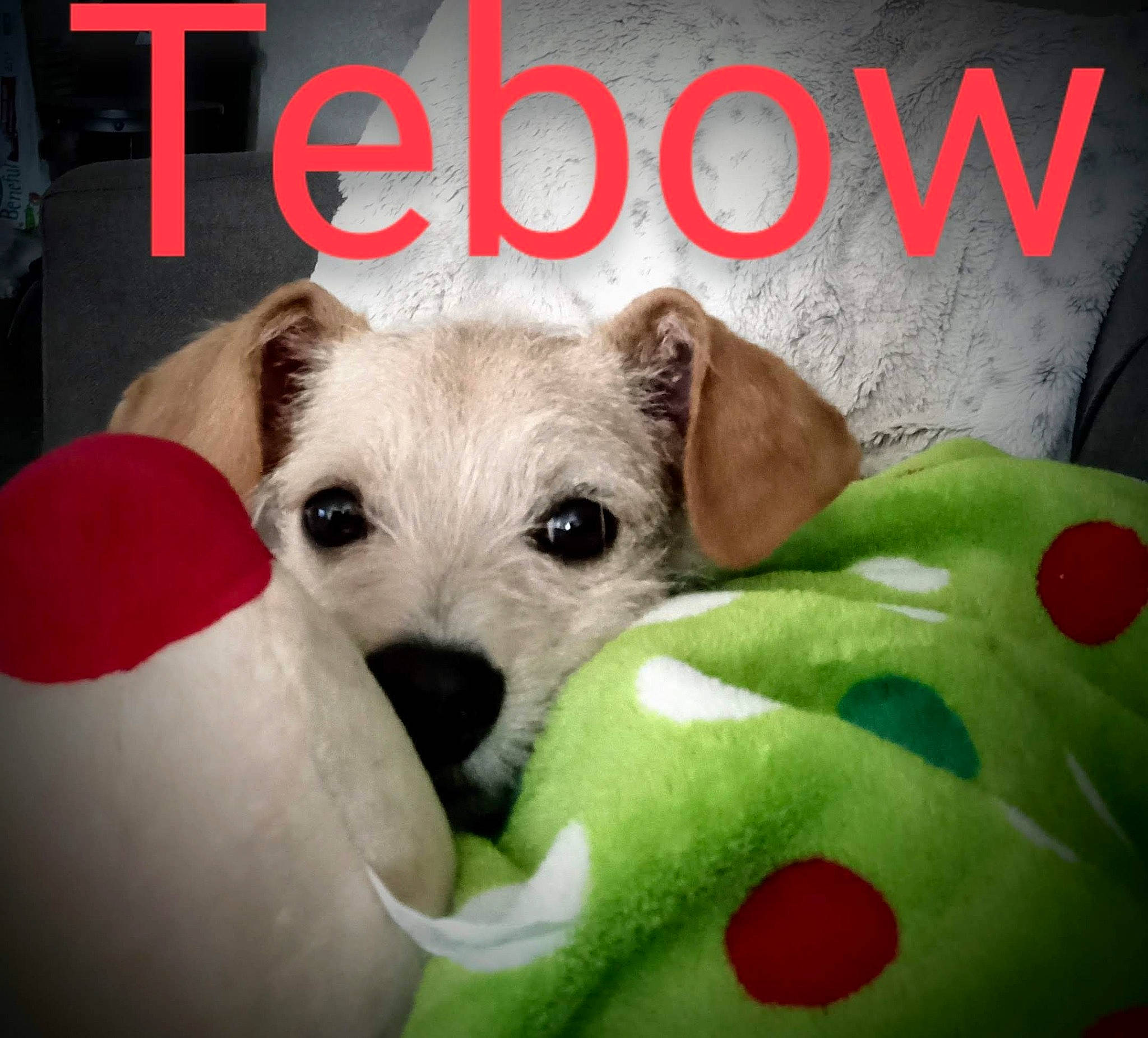 Tebow